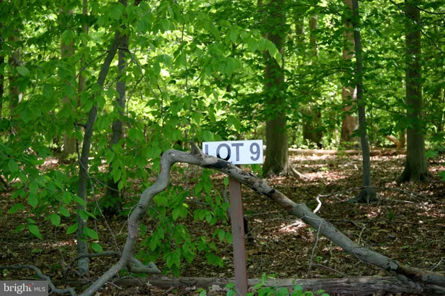a view of a tree in a forest