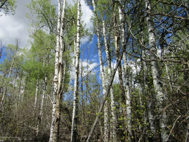 $1,275,000 | 33 West Highway 33, Tetonia, ID 83452