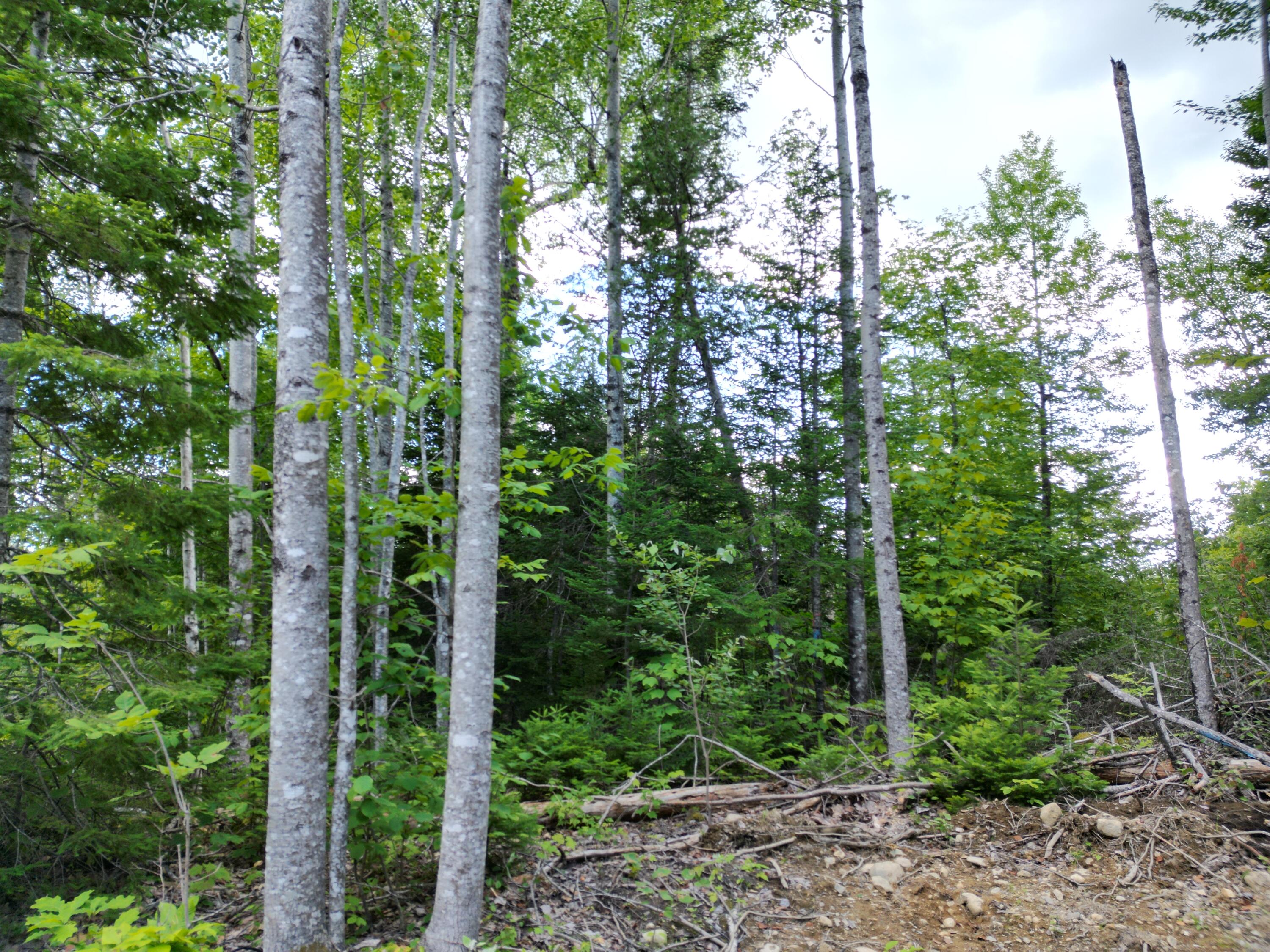 Lot 36-02 Dill Valley Road Lakeville, ME 04487 - Photo 15 of 17 DJI_0102