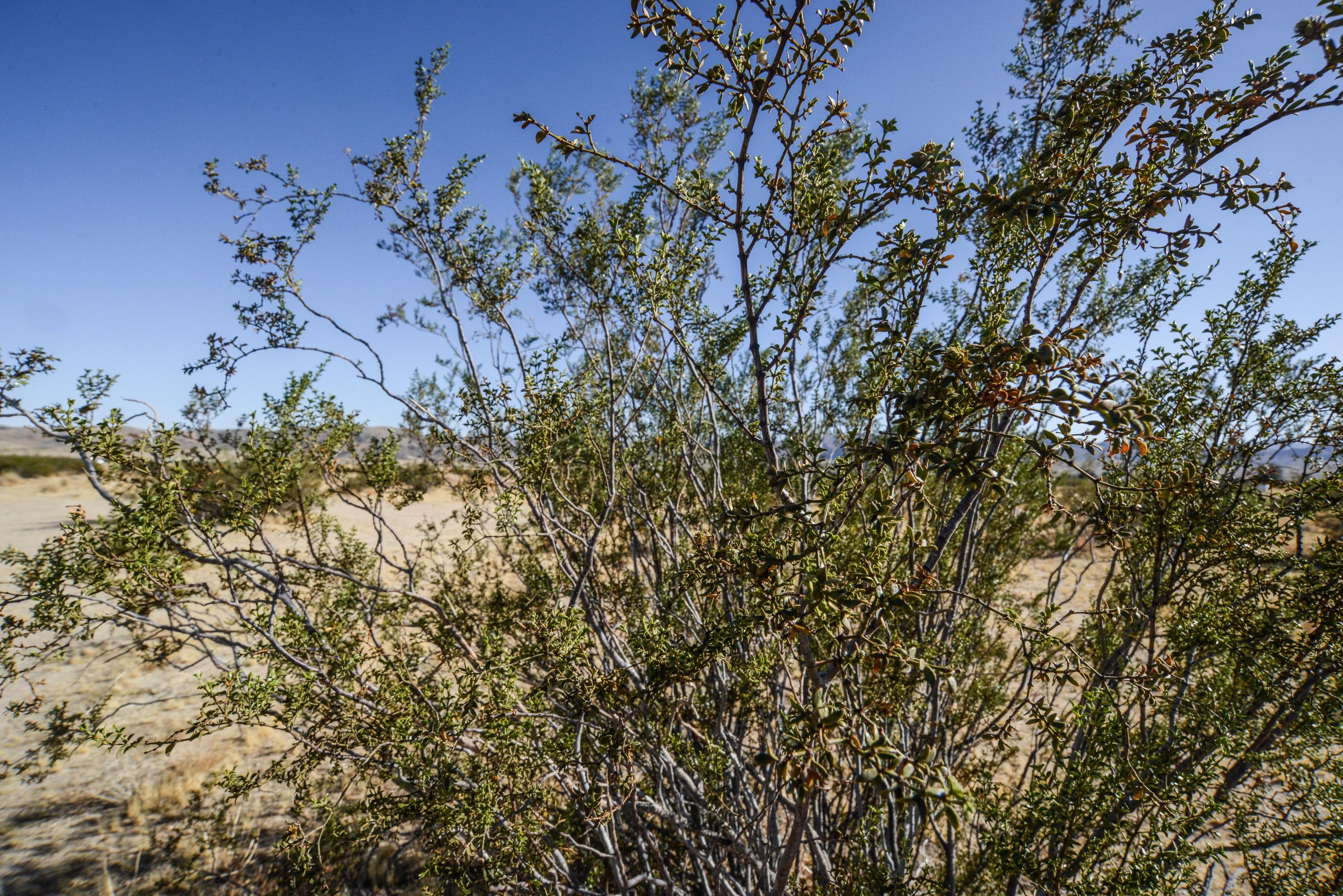 65101 Sunflower Road Joshua Tree, CA 92252 - Photo 22 of 28 a view of a tree in a garden