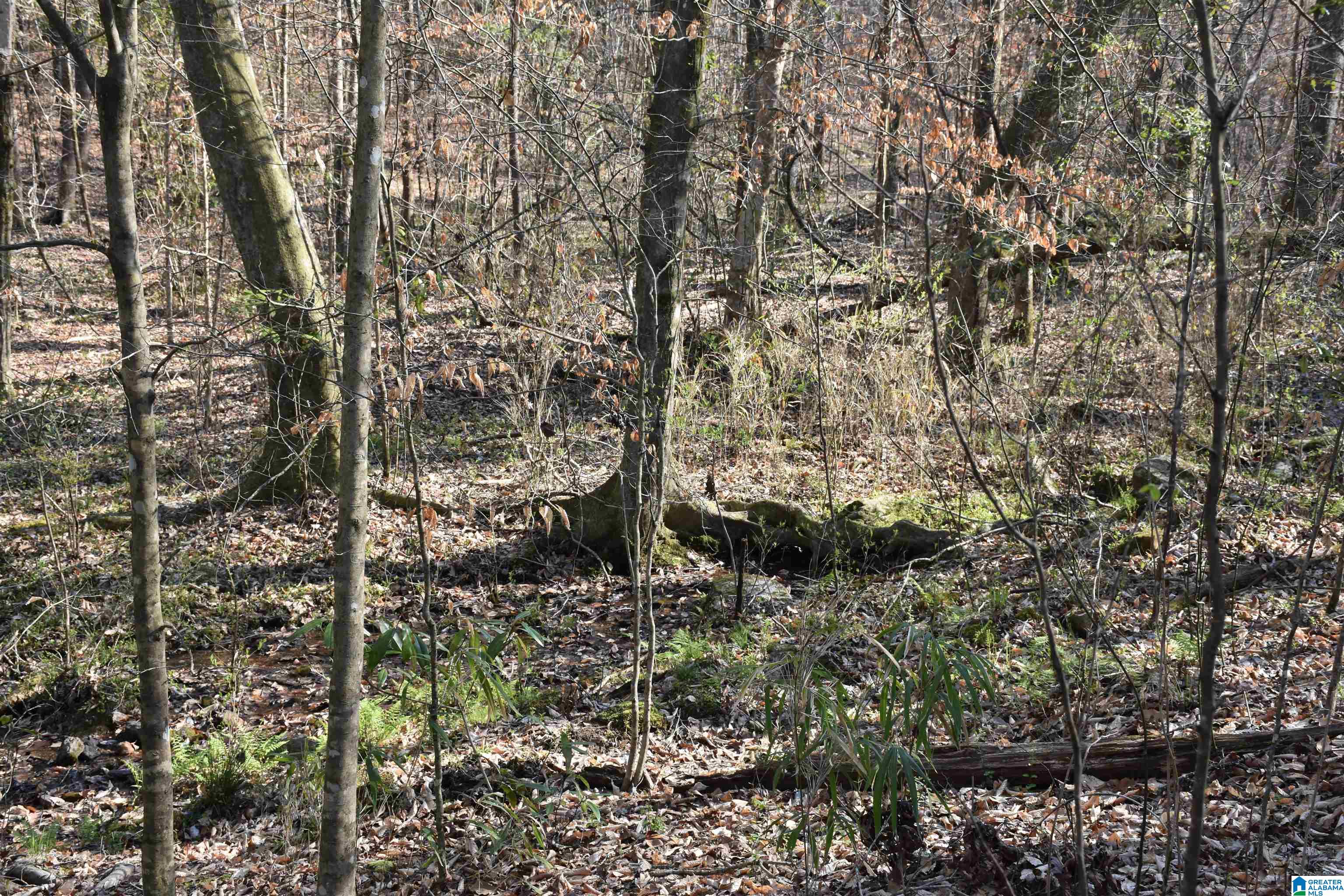 70 Coosa County Road Sylacauga, AL 35150 - Photo 4 of 19