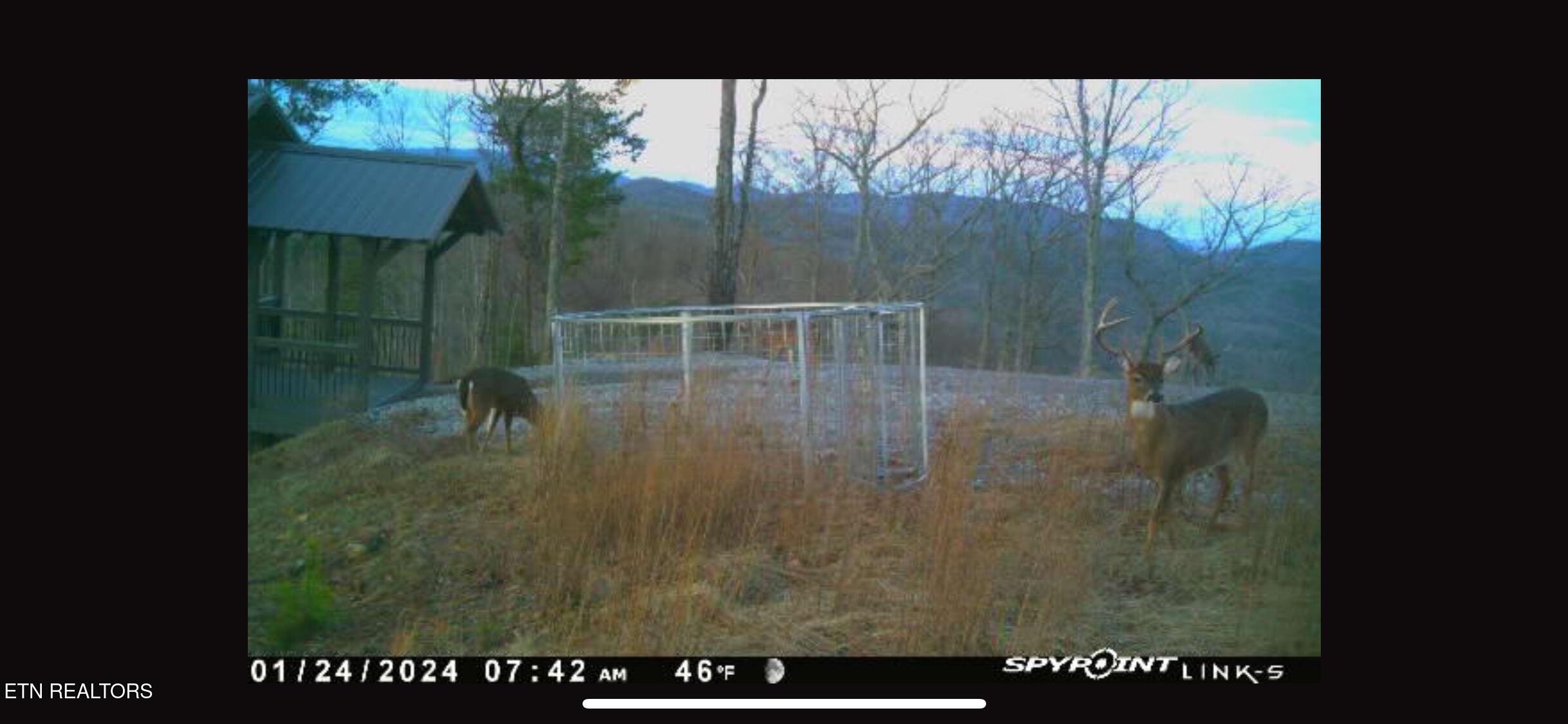 4903 Long Rifle Road Walland, TN 37886 - Photo 26 of 28 Abundant Wildlife