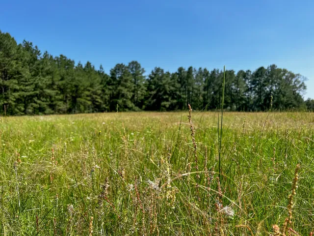 a view of yard with green space