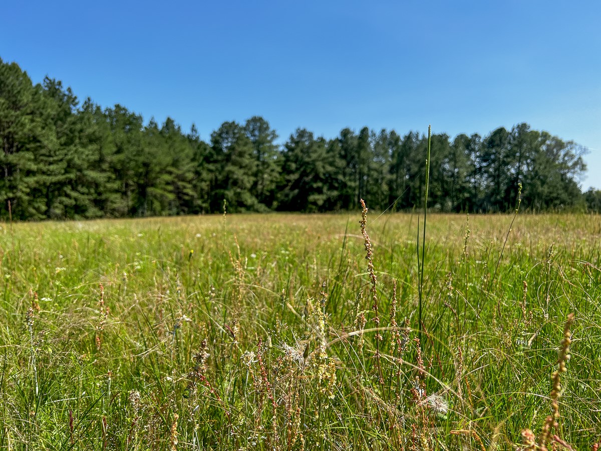 0 Sanford Road Corrigan, TX 75939 - Photo 13 of 17 a view of a field with an outdoor space