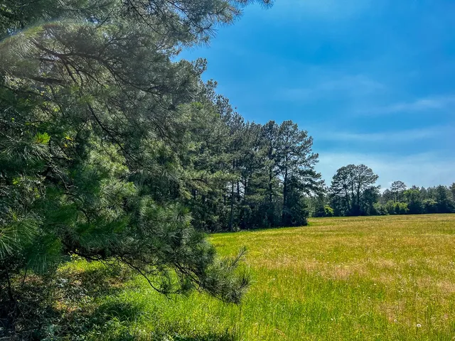 a view of a large yard with lots of bushes