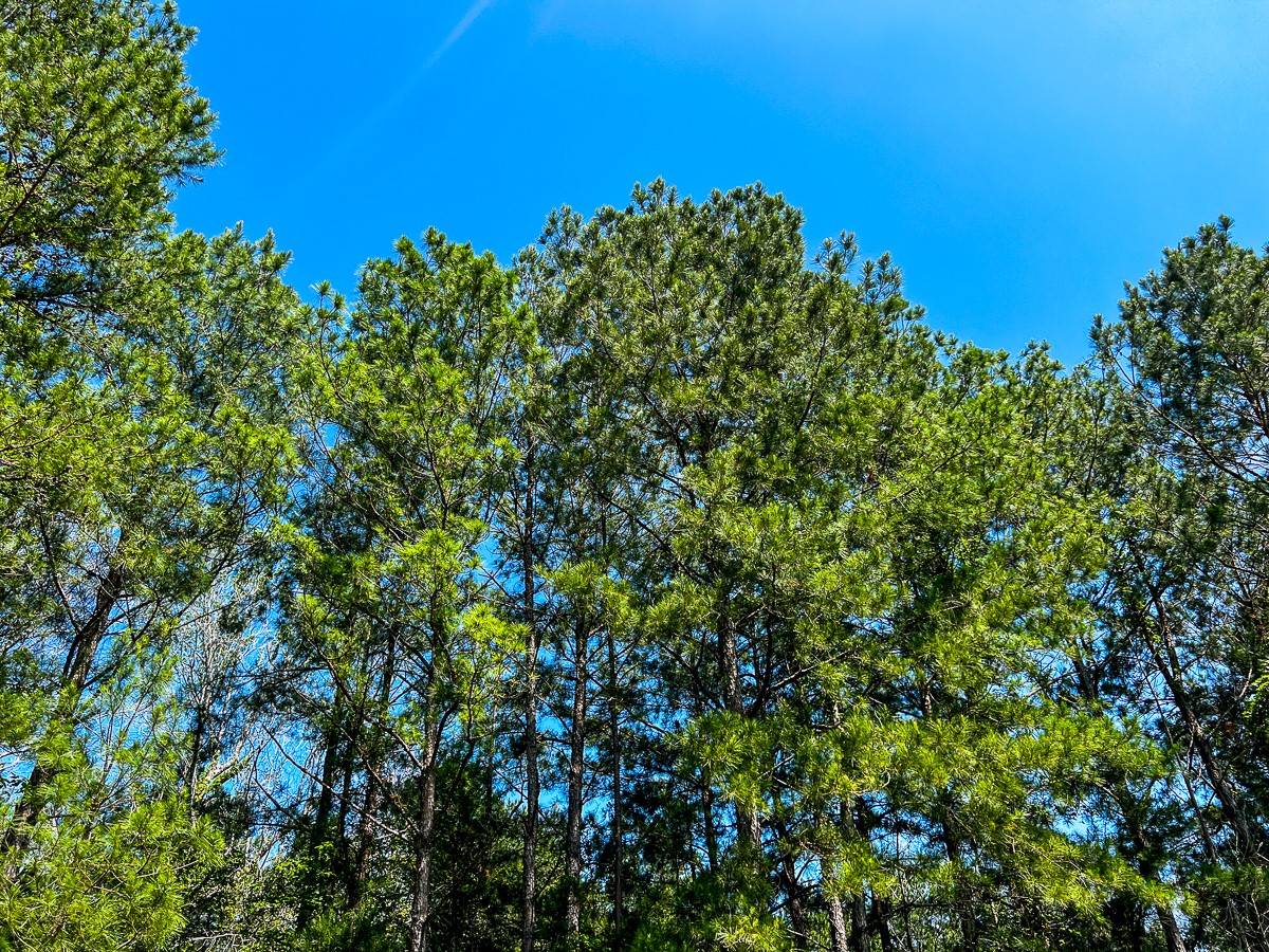 0 Sanford Road Corrigan, TX 75939 - Photo 16 of 17 a view of a large yard with lots of bushes
