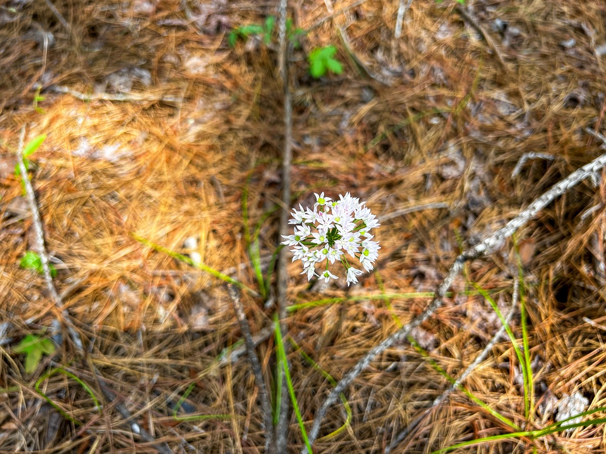 0 Sanford Road Corrigan, TX 75939 - Photo 4 of 17 a picture of a tree