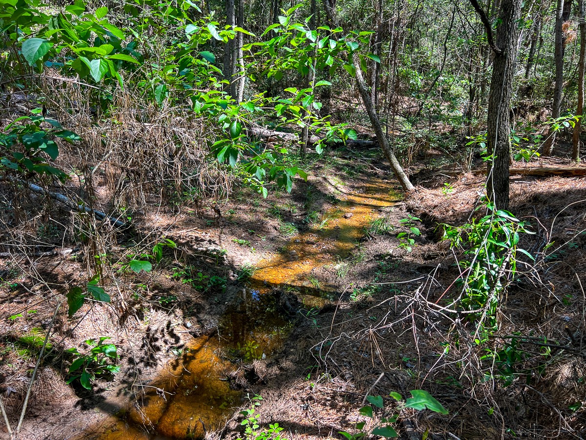 0 Sanford Road Corrigan, TX 75939 - Photo 5 of 17 a view of plants