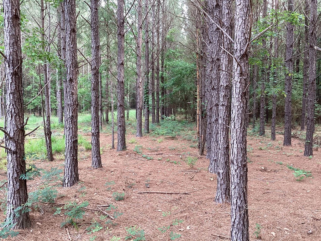 1290 Guy Branch Road Cottonwood, AL 36320 - Photo 13 of 20