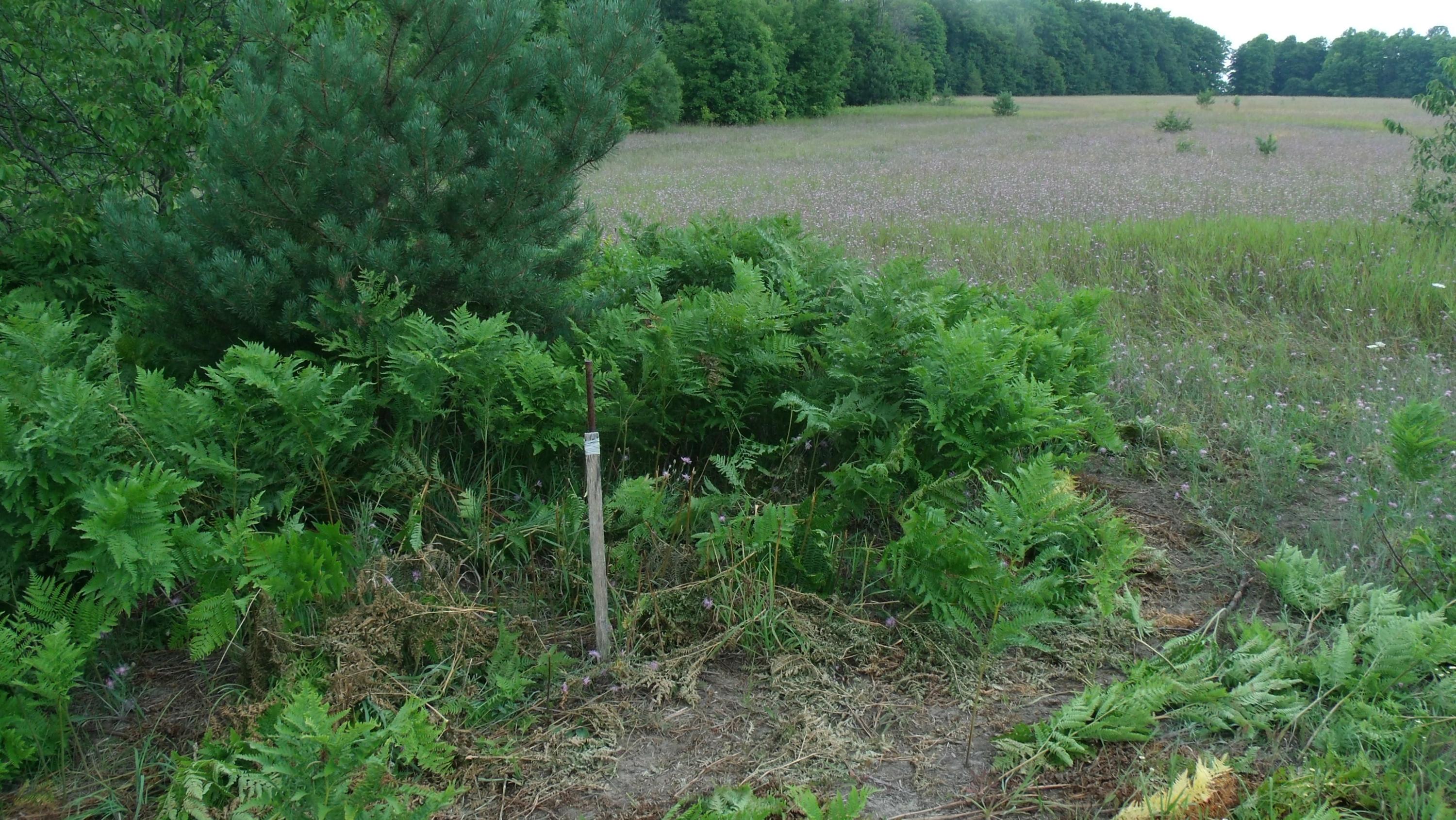10114 King Road Alanson, MI 49706 - Photo 10 of 32 GEDC6014