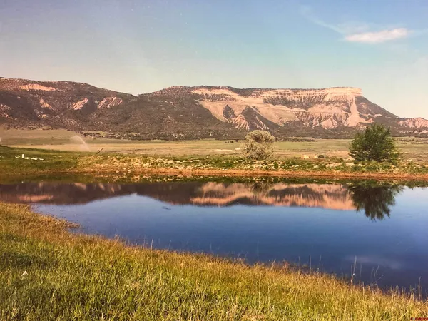 a view of a garden with a tree