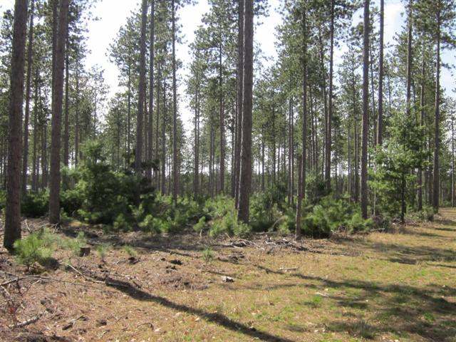 Lot 3 Lee Road, Unit LOT #3 Tomahawk, WI 54487 - Photo 4 of 6 Gallery Image 4
