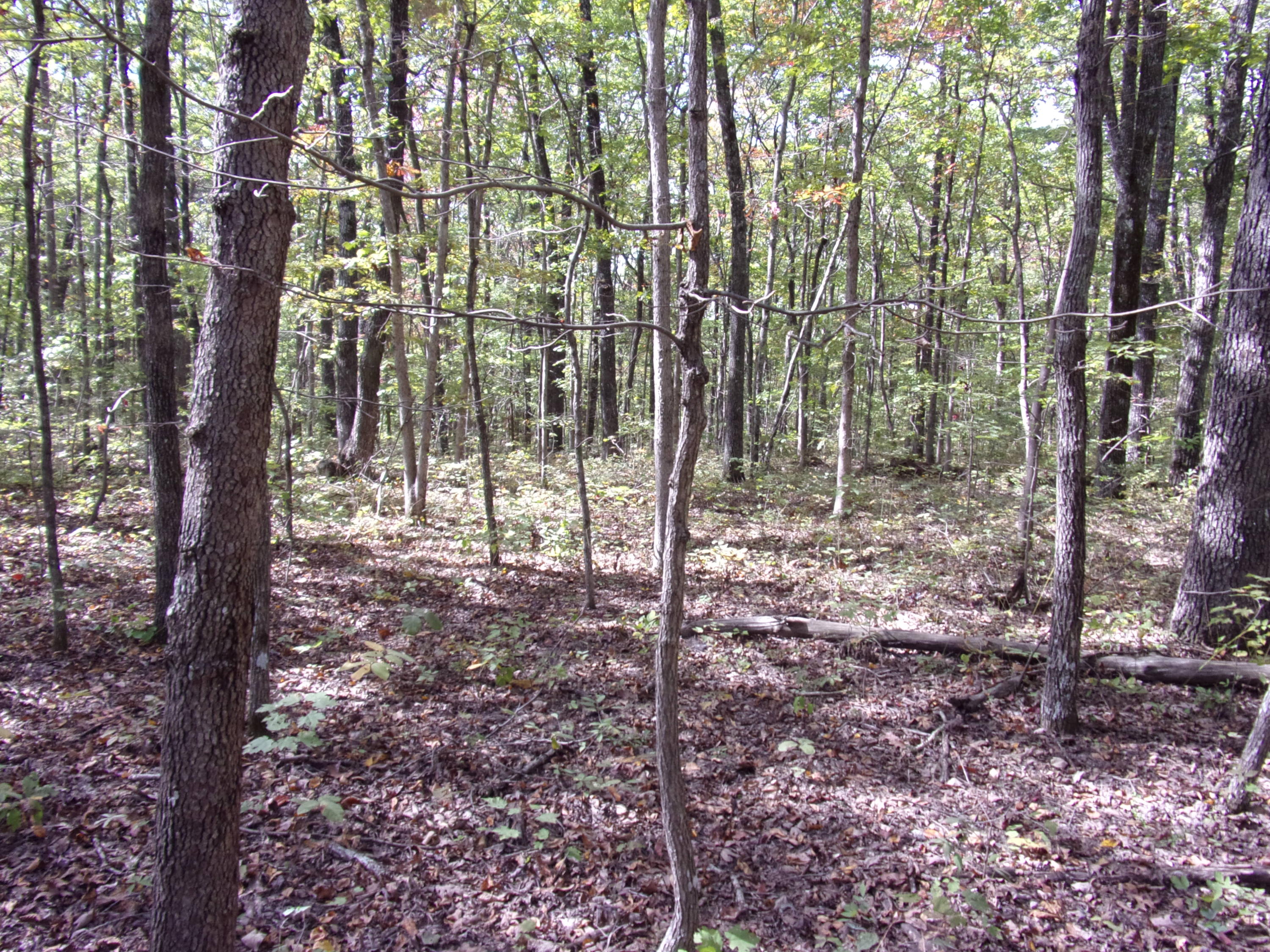 0 Ridge Road West, Unit 304 Crossville, TN 38572 - Photo 1 of 11 101_0374