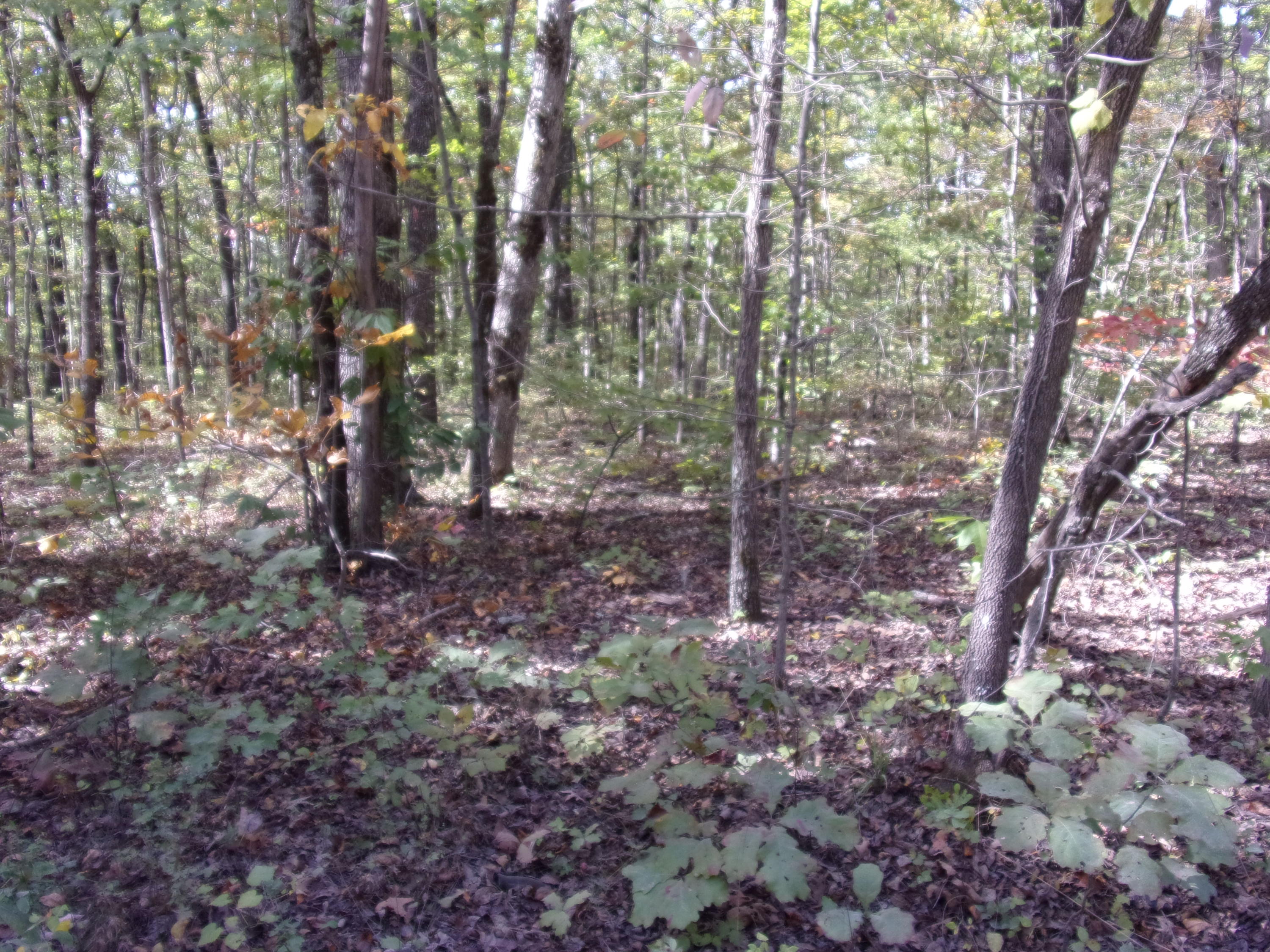 0 Ridge Road West, Unit 304 Crossville, TN 38572 - Photo 2 of 11 101_0371