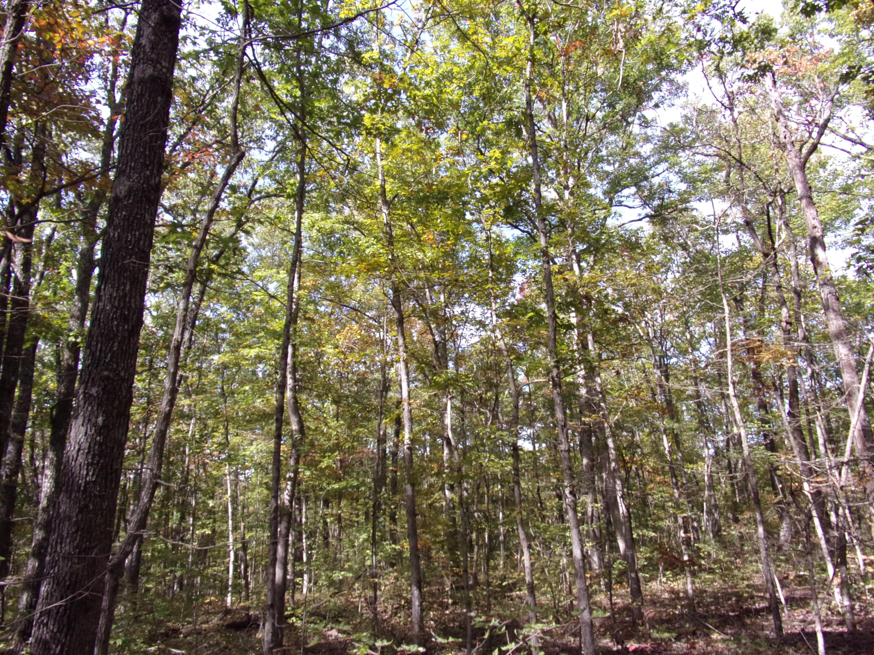 0 Ridge Road West, Unit 304 Crossville, TN 38572 - Photo 6 of 11 101_0376