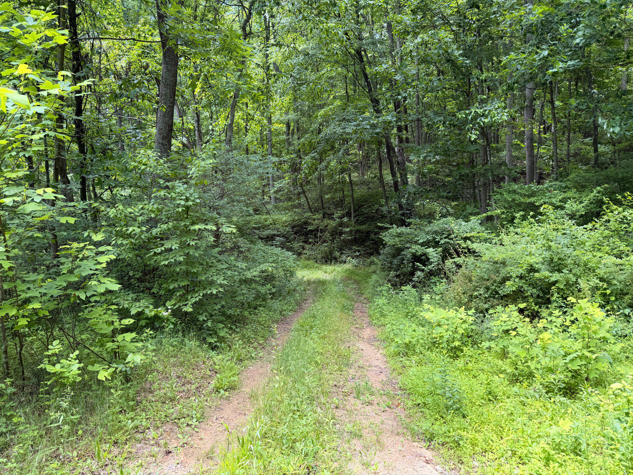 14600 Williams Road Southeast Cumberland, MD 21502 - Photo 21 of 122 Serene woodland path beckons adventure.