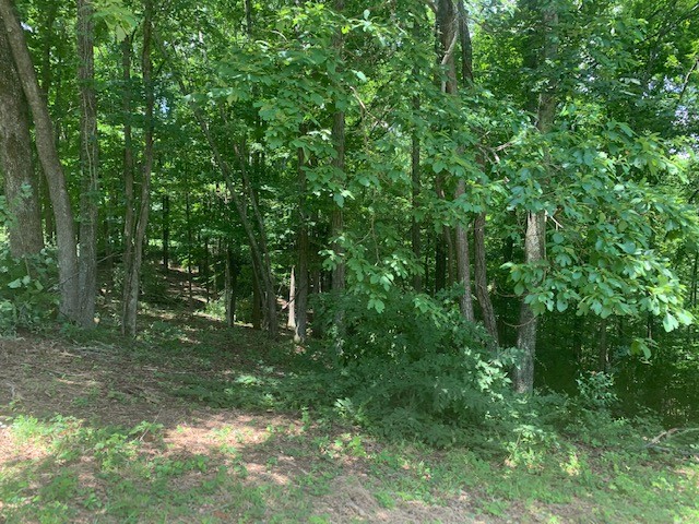 4011 Skelley Road Santa Fe, TN 38482 - Photo 44 of 51 a view of a forest with trees in the background