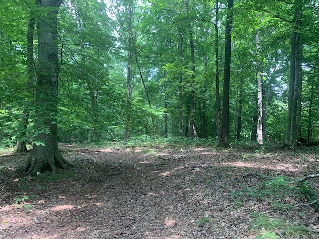 4011 Skelley Road Santa Fe, TN 38482 - Photo 45 of 51 a view of a forest with trees in the background