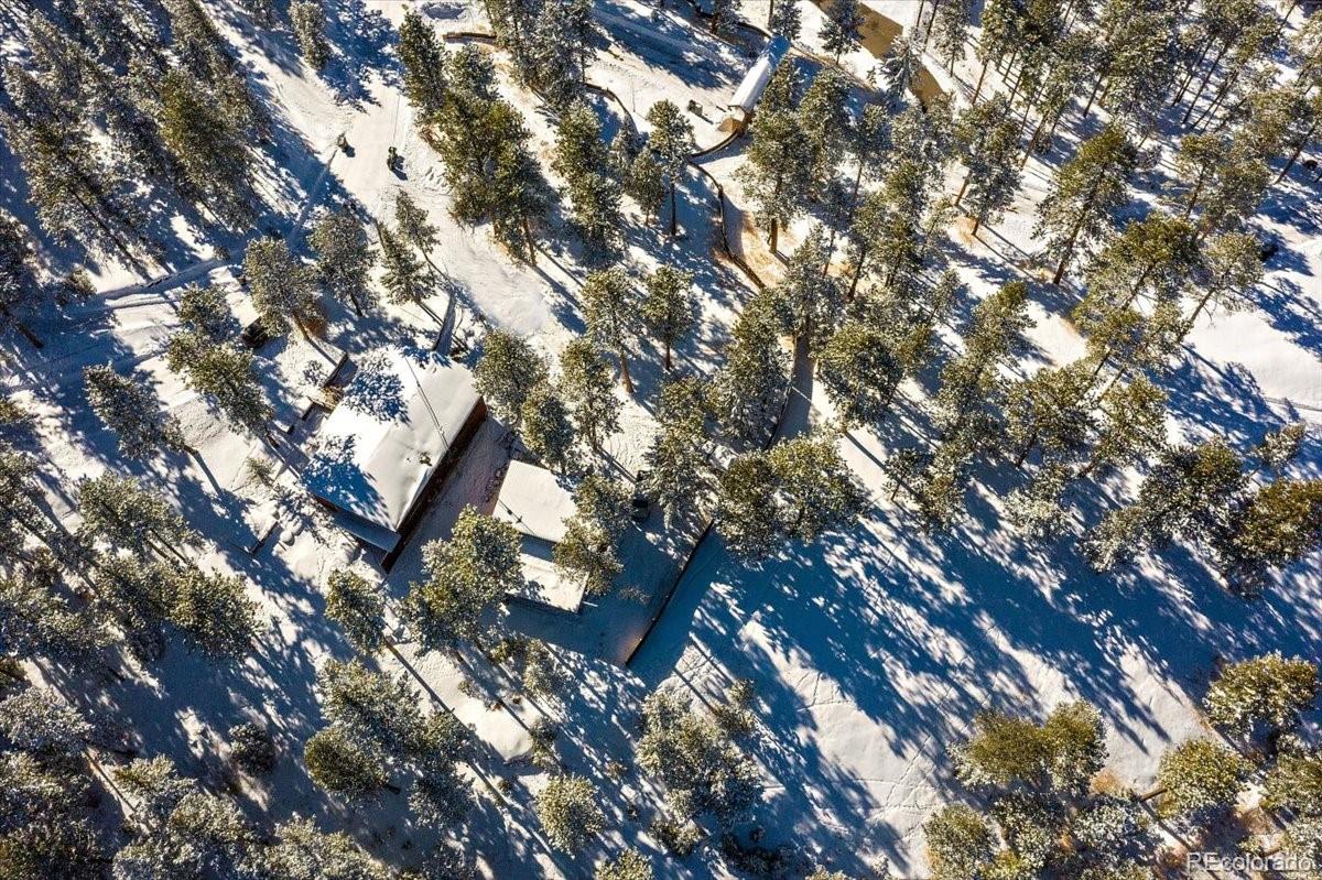 4551 Hilltop Road Evergreen, CO 80439 - Photo 26 of 30 a picture of tree