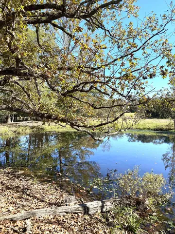a view of a yard with trees