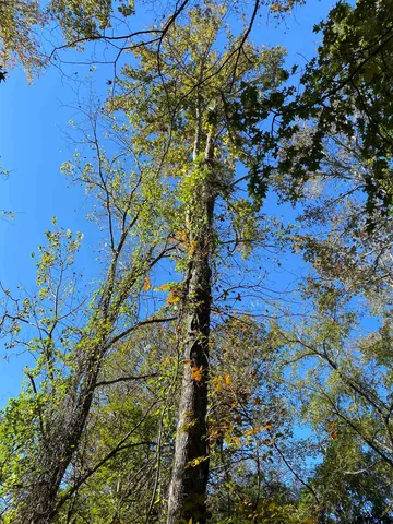 a view of a yard in a forest