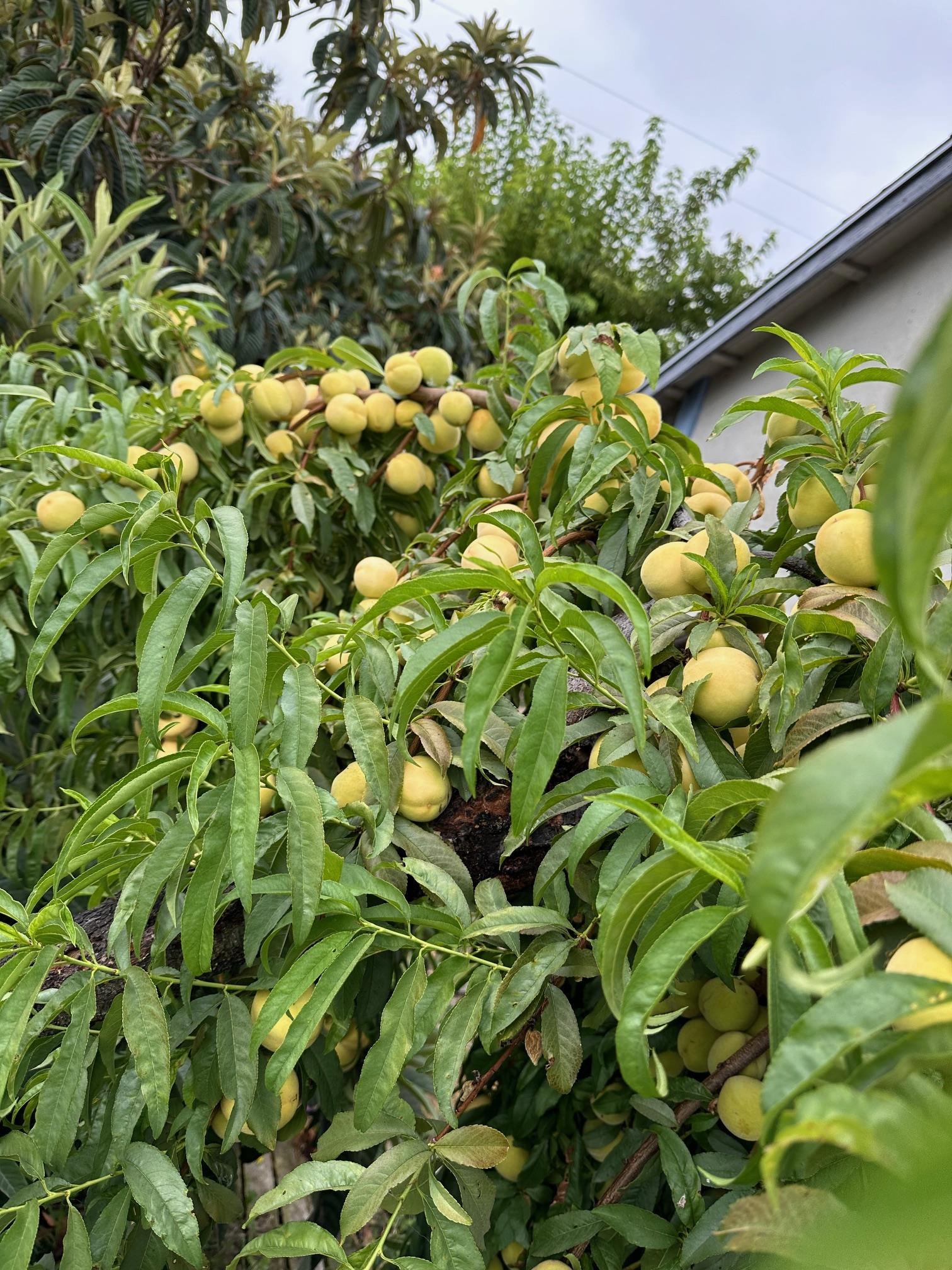 9752 Tareyton Avenue San Ramon, CA 94583 - Photo 38 of 45