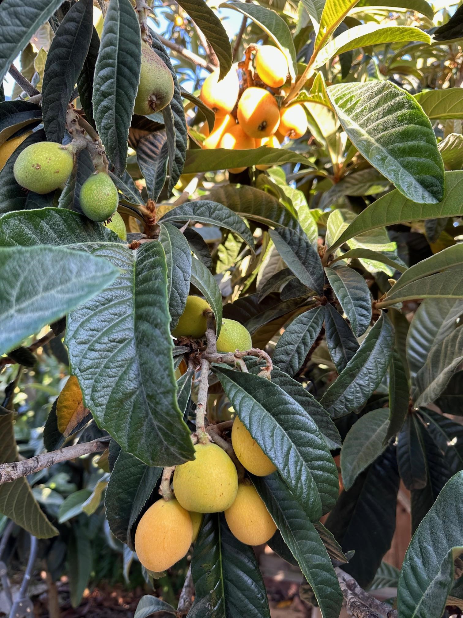 9752 Tareyton Avenue San Ramon, CA 94583 - Photo 40 of 45