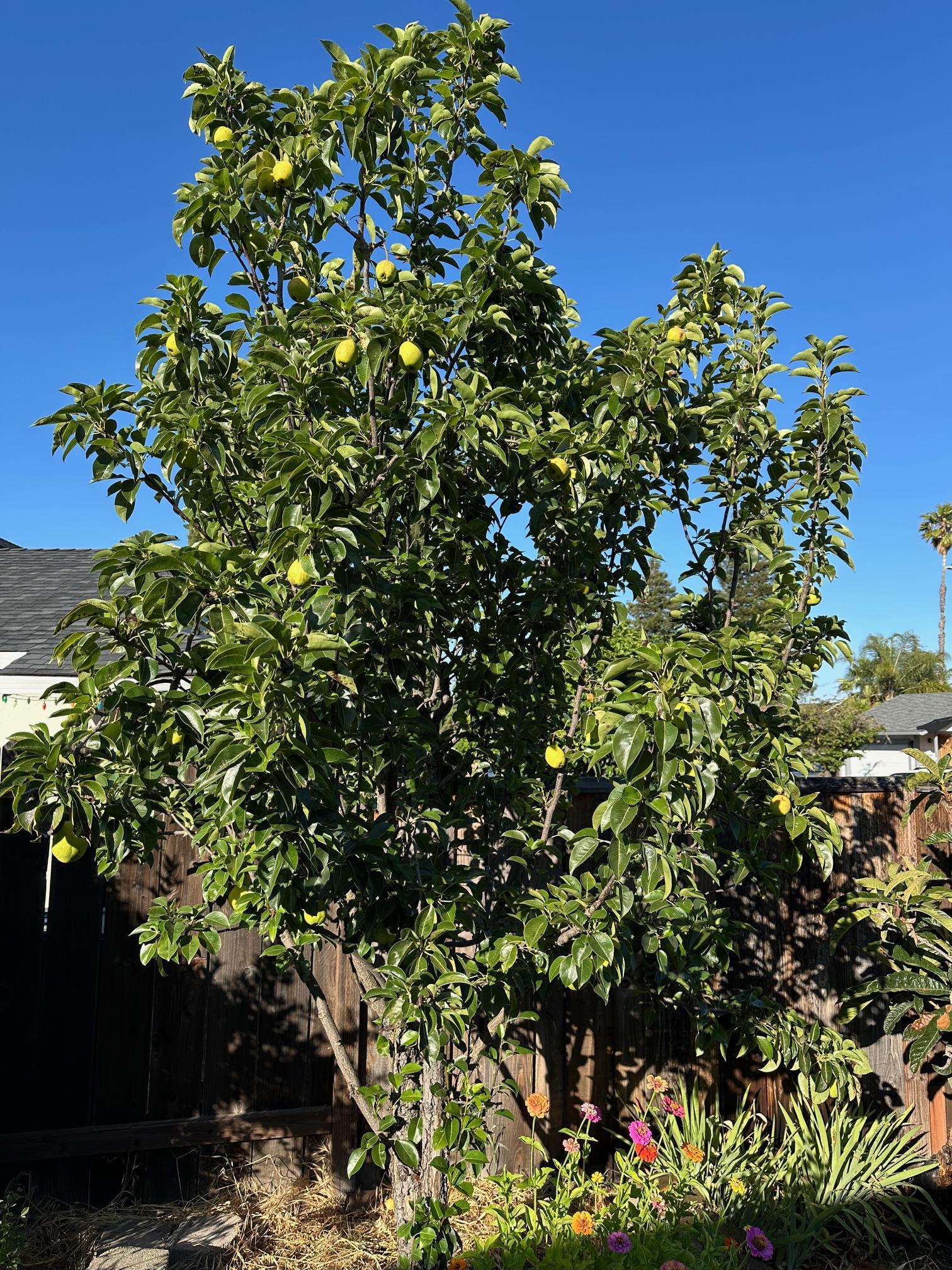 9752 Tareyton Avenue San Ramon, CA 94583 - Photo 43 of 45