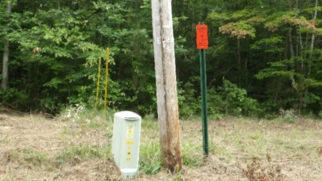 a bird view of a tree in front of a yard