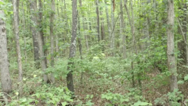 a close view of a forest that has a large window