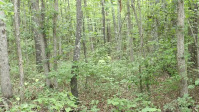 a close view of a forest that has a large window