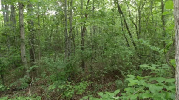 a view of a lush green forest