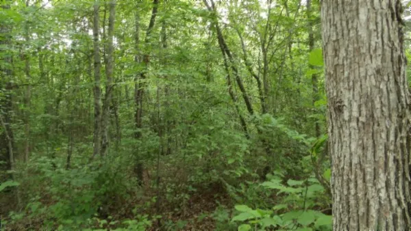 a view of a lush green forest