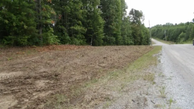 a view of a dry yard with large trees