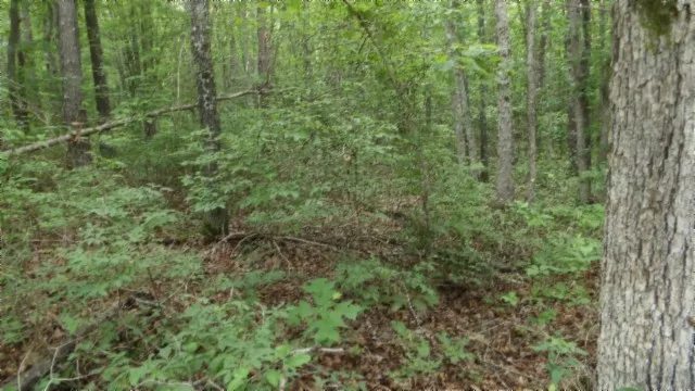 a view of a forest with a street