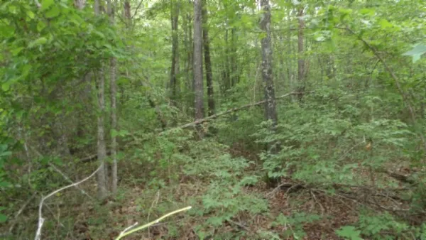 a view of a forest with a lush green forest
