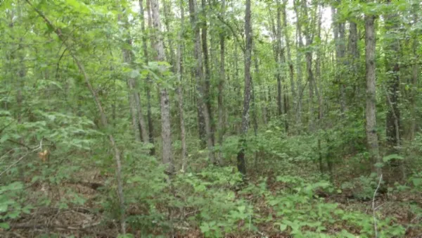a view of a lush green forest