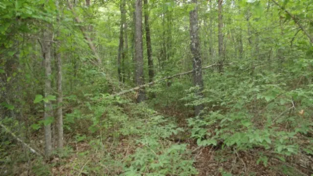 a view of a lush green forest