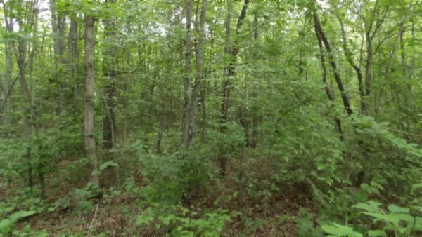 a view of a lush green forest