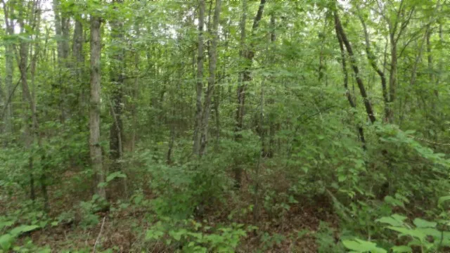 a view of a lush green forest