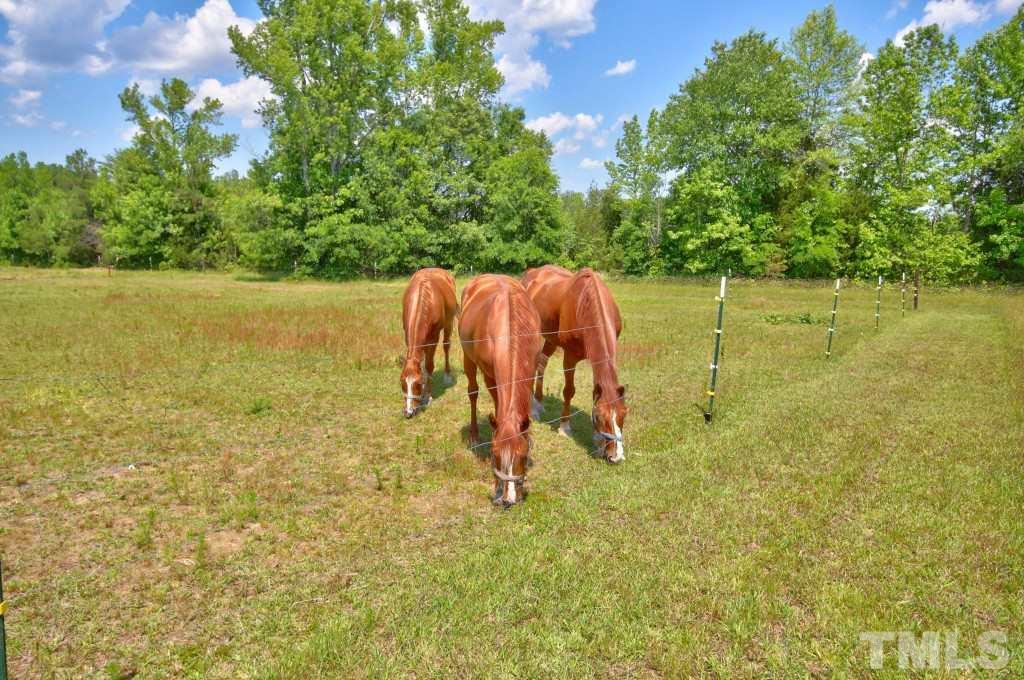 5504 Graham Daniel Road Rougemont, NC 27572 - Photo 24 of 25 a view of a yard with a tree