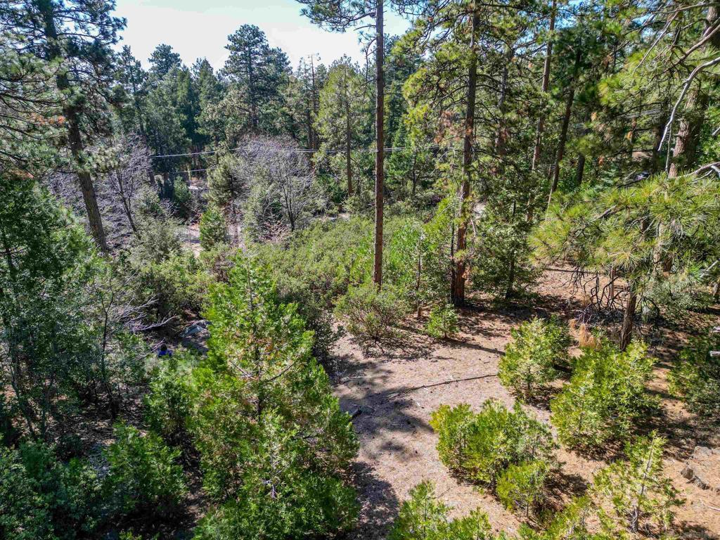 0 Laurel Trail Idyllwild, CA 92549 - Photo 4 of 13 a view of a yard with plants and large trees