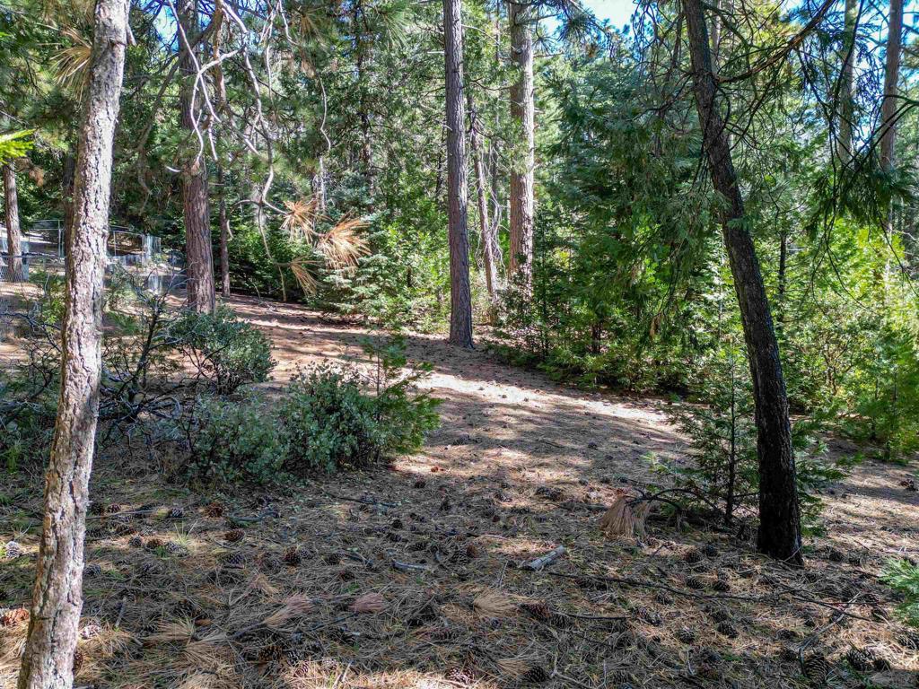 0 Laurel Trail Idyllwild, CA 92549 - Photo 5 of 13 a view of a forest filled with trees