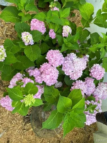 $264,000 | 645 Salem Avenue, Rolla, MO 65401