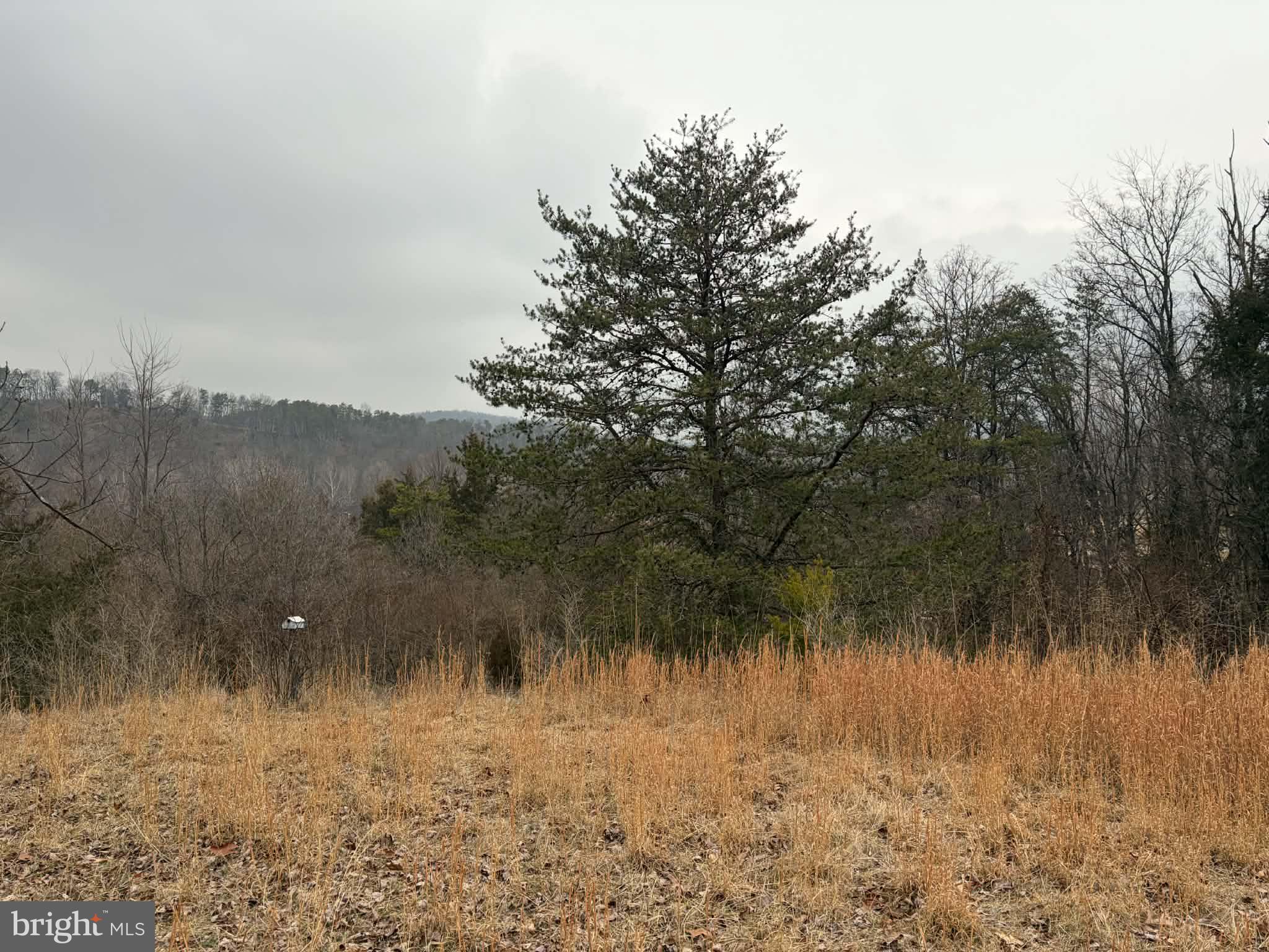 986 Rushing River Road Augusta, WV 26704 - Photo 34 of 56 Back yard view North