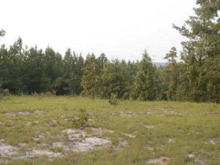 0 Murrell Road Trenton, SC 29847 - Photo 1 of 1