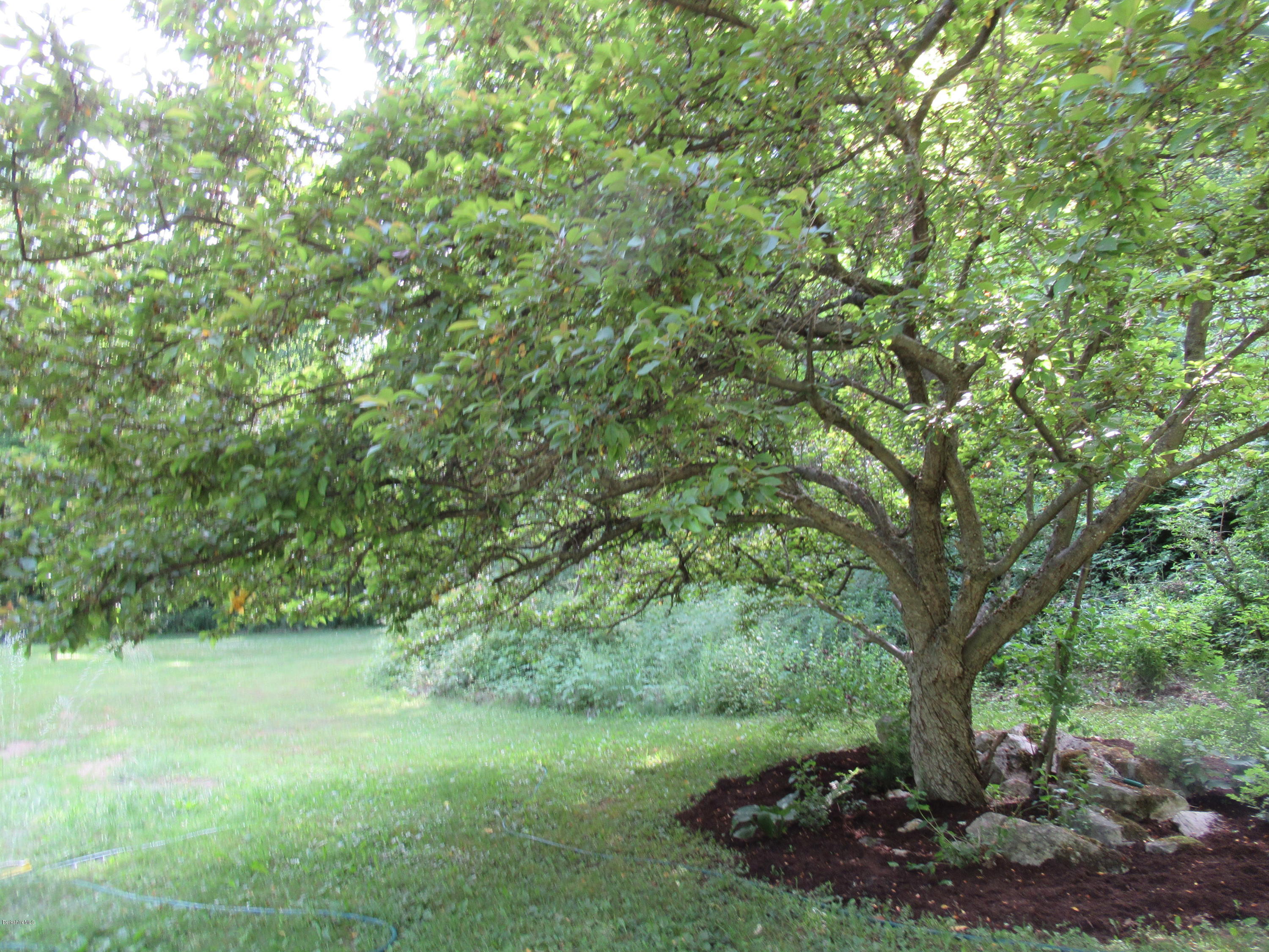 7 Noppet Road Lanesborough, MA 01237 - Photo 41 of 42 a big yard with lots of green space and deers