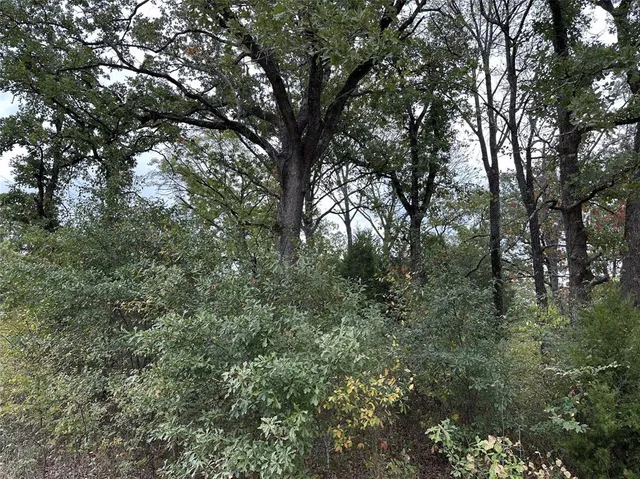 a view of a forest with trees in front of it