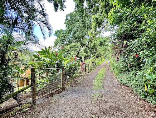 4867 Wainiha Powerhouse Road Hanalei, HI 96714 - Photo 17 of 26 a view of a pathway with a yard