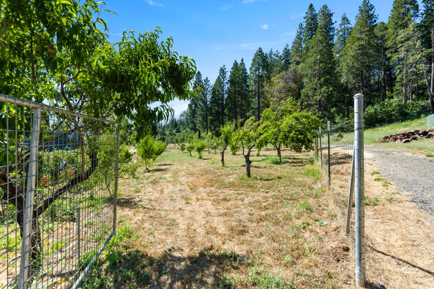 1237 Cable Road Camino, CA 95709 - Photo 57 of 87